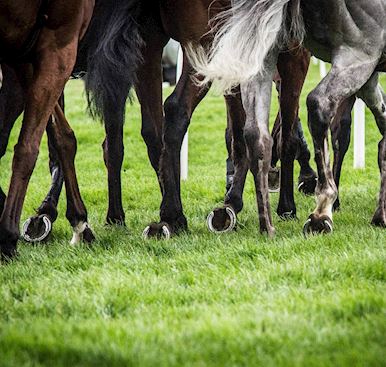 EQUI-TREK FREQUENT RUNNER SCHEME REACHES ITS CLIMAX AT WARWICK TOMORROW