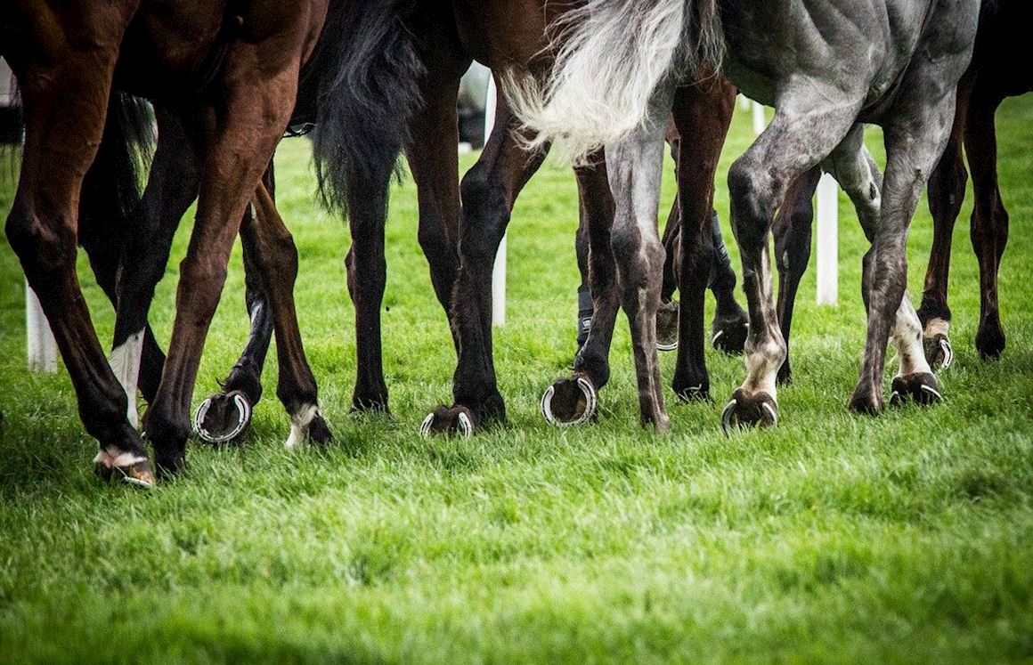 Warwick Annual Membership